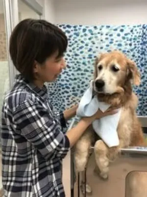 新谷紗枝子